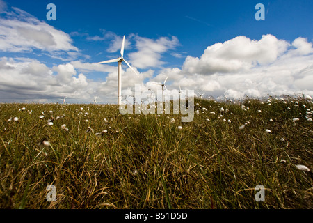 Le turbine eoliche e cotone di erba a Ovenden Moor vicino a Halifax West Yorkshire Foto Stock