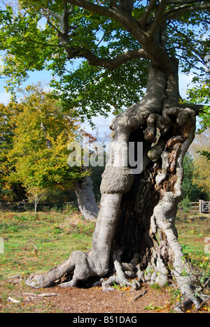 Pollarded faggi in autunno, Burnham Beeches, Burnham, Buckinghamshire, Inghilterra, Regno Unito Foto Stock