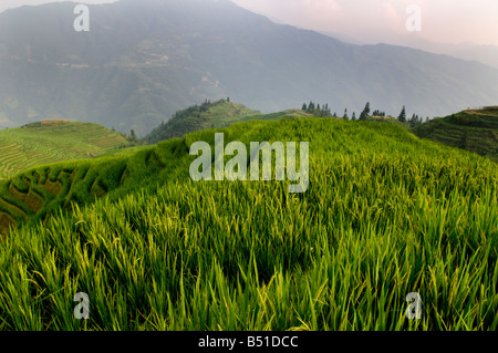 L'incredibile terrazze di riso di LongJi in Guangxi Cina Foto Stock