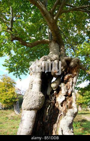 Pollarded faggi in autunno, Burnham Beeches, Burnham, Buckinghamshire, Inghilterra, Regno Unito Foto Stock