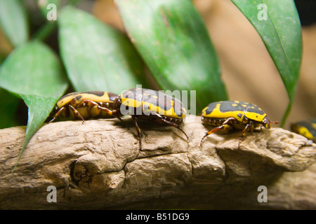 Flower Beetle nativa per l'Africa captive Foto Stock