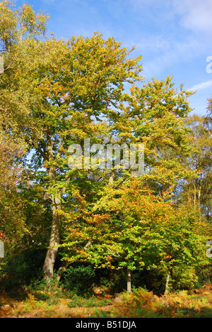 Antichi boschi in autunno, Burnham Beeches, Burnham, Buckinghamshire, Inghilterra, Regno Unito Foto Stock