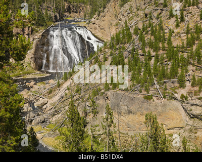 Gibbone rientra nel Parco Nazionale di Yellowstone Foto Stock