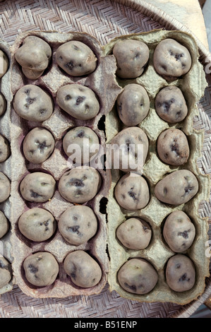 Tuberi seme di patate essendo chitted prima di piantare usando un uovo in cartone per mantenere le separate Foto Stock