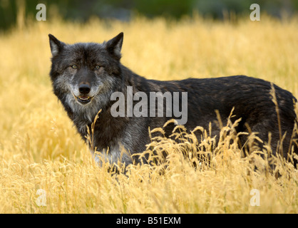 Lupo grigio, Canis lupus Foto Stock