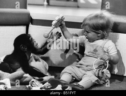 Animali - Bambini con le scimmie. La condivisione....Benje gioca con il suo nuovo amico Jemma Heath. Benje l orfano chimp ha trovato un nuovo amico quando egli vide BBC TV-blu di Pietro studio. In attesa di estendere un accogliente mano era 18-mese-vecchio Jemma Heath, figlia dell'ex presentatore TV Tina Heath. La coppia ha ottenuto sul famoso anche per il punto di condivisione Benje la collezione di giocattoli. Quattro-mese-vecchio Benje, la cui madre morì poco dopo la sua nascita presso lo Zoo di Londra, è ancora in fase di bottiglia alimentato dal custode Peter Dillingham. Maggio 1982 P000506 Foto Stock