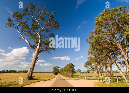 Strada rurale, Glenaladale, Victoria, Australia Foto Stock
