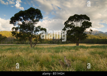 Grigio orientale canguri, Geehi, Kosciuszko National Park, New South Wales, Australia Foto Stock