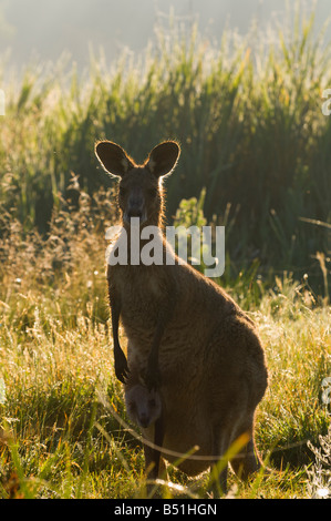 Grigio orientale canguro, Geehi, Kosciuszko National Park, New South Wales, Australia Foto Stock