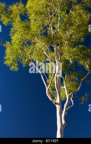 Ghost Gum Tree, Territorio del Nord, l'Australia Foto Stock