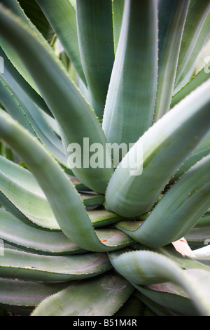 Close-up di piante, Royal Botanical Gardens, Ontario, Canada Foto Stock