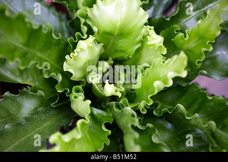 Close-up di piante, Royal Botanical Gardens, Ontario, Canada Foto Stock