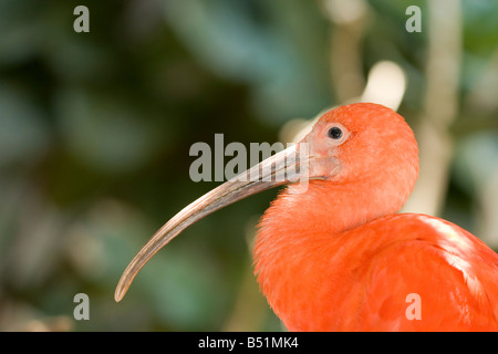 Scarlet Ibis abita tropical America del Sud Foto Stock