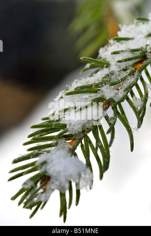 Snowy ramo di pino Foto Stock