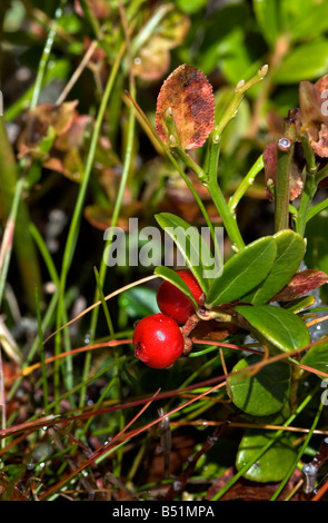 Mirtillo selvatico Bush nelle Alpi Svizzere Foto Stock