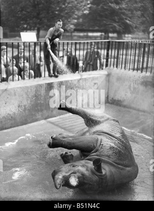 Lorna. rhino presso lo Zoo di Londra ha doccia giornaliera- keeper Harry Dean.&#13;&#10;025560/4&#13;&#10; Foto Stock