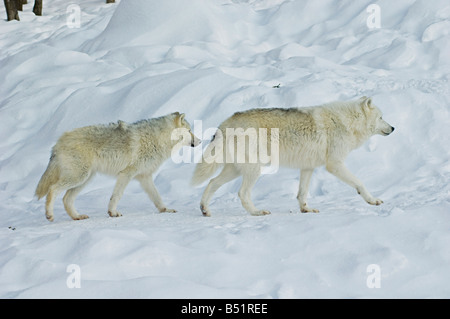 Arctic lupi, Parc Omega, Montebello, Quebec, Canada Foto Stock