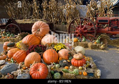 Zucche sul display a Marche Jean-Talon, Montreal, Quebec, Canada Foto Stock