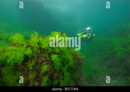 Ulva lactuca scuba diver al reef roccioso con alga verde Foto Stock