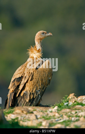 Grifone Gyps fulvus singolo arroccato sulla scogliera bordo preso marzo Segovia Spagna Foto Stock