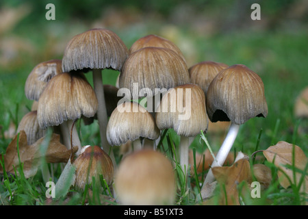 Mycena inclinata di funghi sui motivi di Rufford abbazia decidious Oak woodland Foto Stock