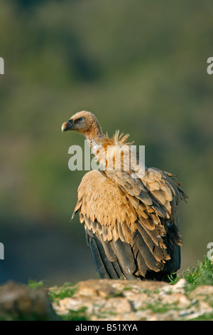 Grifone Gyps fulvus singolo arroccato sulla scogliera bordo preso marzo Segovia Spagna Foto Stock