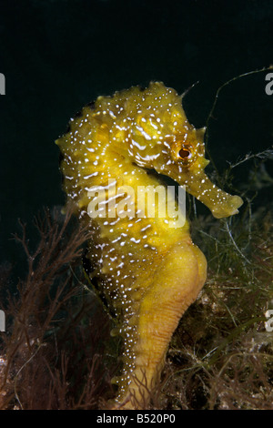 Hippocampus guttulatus Hippocampus ramulosus snouted lungo il cavalluccio Foto Stock