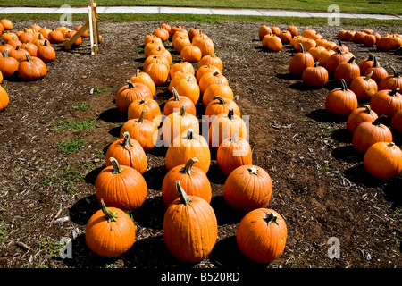 Tre righe di zucche per la vendita in un mercato all'aperto in autunno Foto Stock