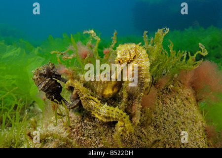 Hippocampus guttulatus Hippocampus ramulosus, lunga snouted seahorse, gruppo di quattro cavallucci marini Foto Stock