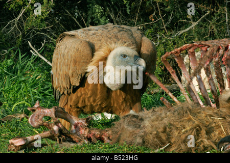 Grifone Gyps fulvus singolo adulto con carrion preso marzo Segovia Spagna Foto Stock