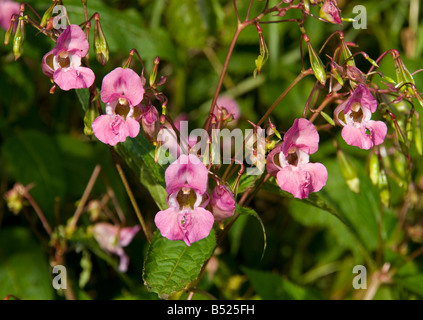 Le teste dei fiori della invasiva balsamo himalayana di crescita della pianta sulle rive del fiume Tweed