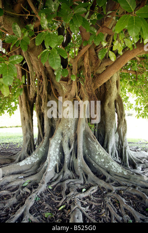 Colpo di una grande struttura Banyan Tree in Bermuda Giardini Botanici, Paget Parish, Bermuda Foto Stock