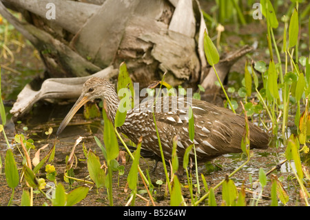 Limpkin, Aramus guarauna Foto Stock