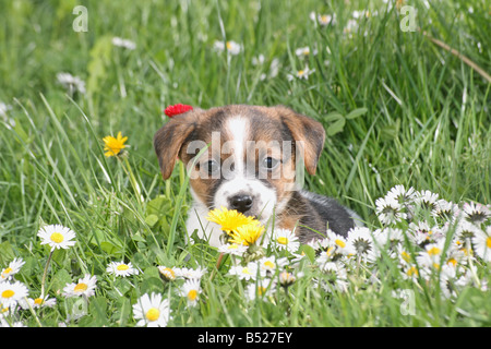 Jack Russell Terrier cucciolo - sdraiato sul prato Foto Stock