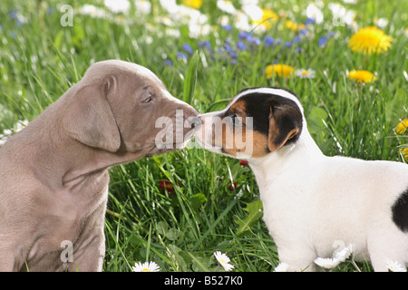 Jack Russell Terrier e Weimaraner. Due cuccioli, naso a naso in un prato Foto Stock