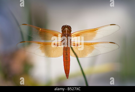 Un maschio di fiamma trespoli Skimmer su una levetta che gravano su di un laghetto in giardino Ajijic Messico Foto Stock