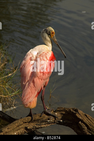 Un Roseate Spoonbill, Ajaia ajaja, riposo dopo una ricerca di cibo. Foto Stock