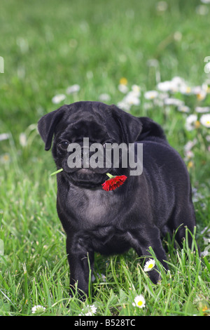 Pug cucciolo - in piedi sul prato Foto Stock