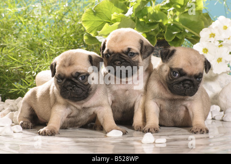 Tre pug cuccioli - seduta Foto Stock