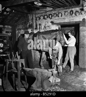 Un cavallo che viene ri-shoed da un fabbro a sua fucina Gennaio 1952. O22134 Foto Stock