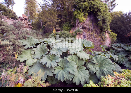 Rabarbaro gigante Gunnera tinctoria pianta Foto Stock