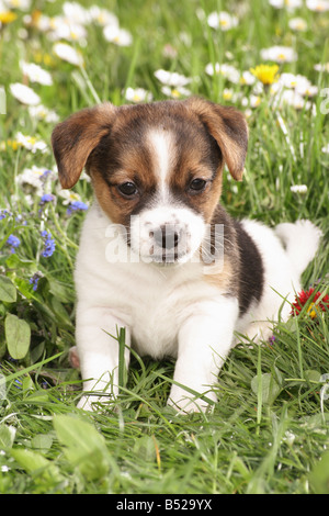 Jack Russell Terrier cucciolo - seduta sul prato Foto Stock
