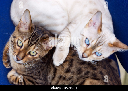 Due maschi giovani gatti Bengala una Brown Spotted e neve spotted Foto Stock