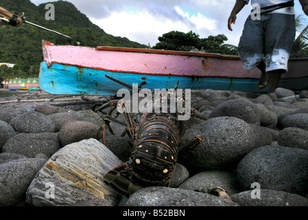 Aragosta fresca risparmiati da off Scotts testa su l'isola di Dominica Foto Stock