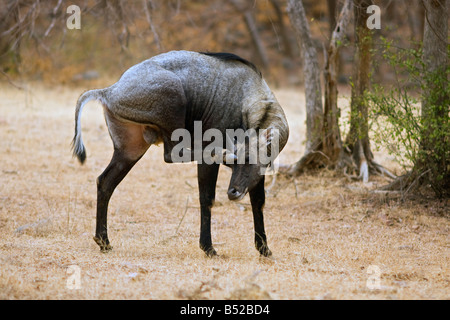 Antilope o Nilgai, (Boselaphus trogocamelus) Foto Stock