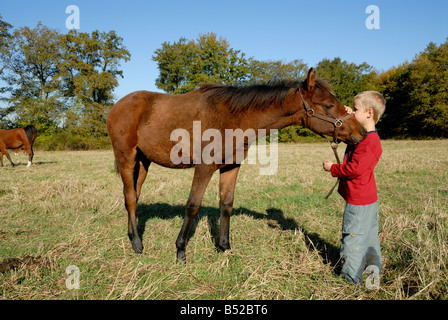 Stock Foto di un giovane ragazzo in piedi accanto a un puledro arabo l'immagine è stata scattata nella regione Limousin Francia Foto Stock