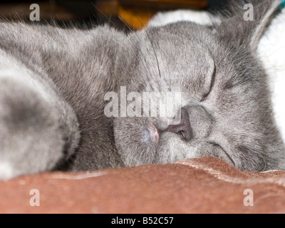 British Blue kitten sleeping Foto Stock