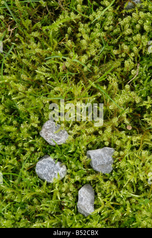 Piccole pietre infisse nel muschio (Brachythecium rutabulum) Foto Stock