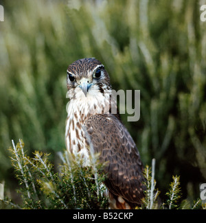 Faucon hobereau Falco Subbuteo® Baumfalke Hobby Eurasian Hobby Falco Subbuteo® Europa Greifvogel Uccelli di pregare Greifvoegel Foto Stock
