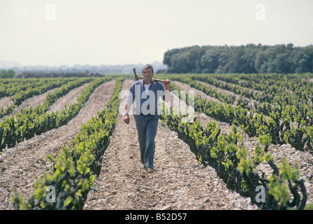 Un allevatore francese portando un piccone cammina verso il basso una riga di vigne sul suo vigneto nella campagna della Provenza vicino a Arles Foto Stock